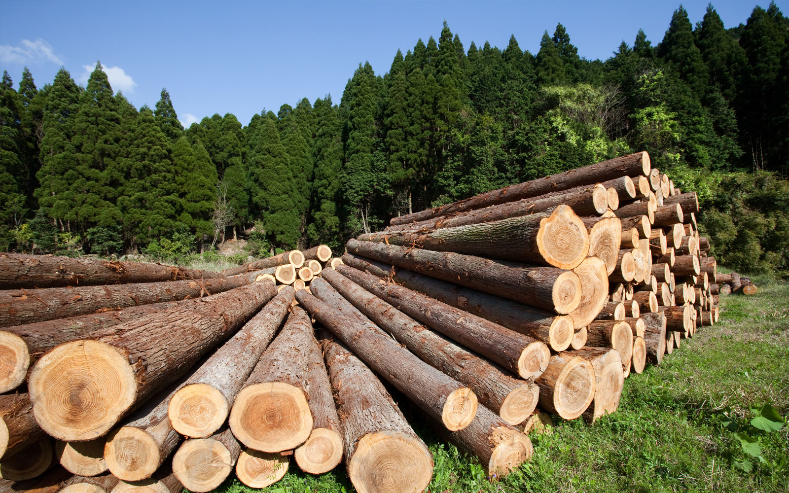 В Беларуси древесину начнут продавать по новым правилам